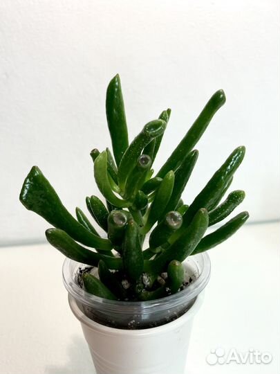 Крассула Коралл