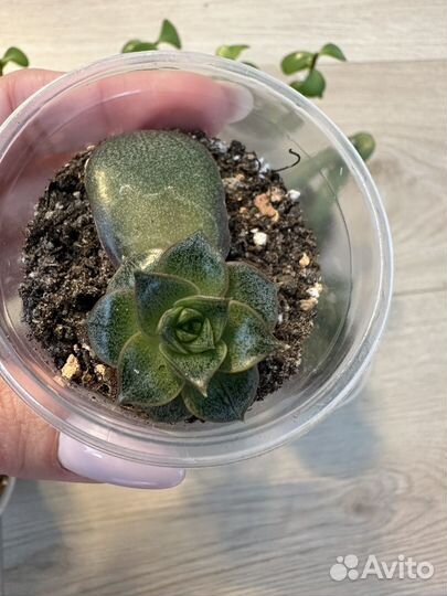 Суккуленты