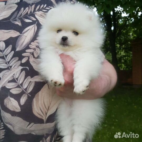 Померанский шпиц микро мальчик девочка белый