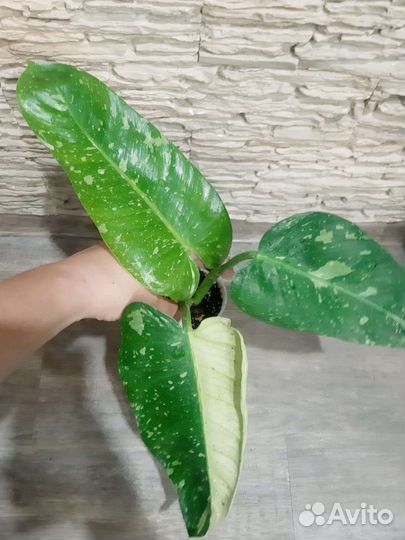 Филодендрон Имбэ Вайт Марбл