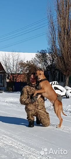 Дрессировка, Передержка собак