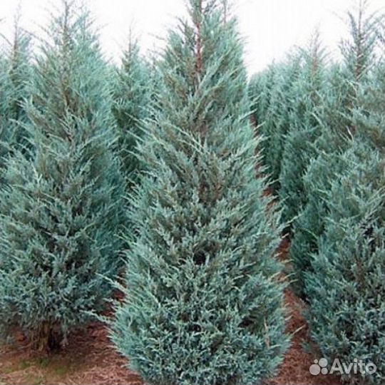 Можжевельник скальный Мунглоу