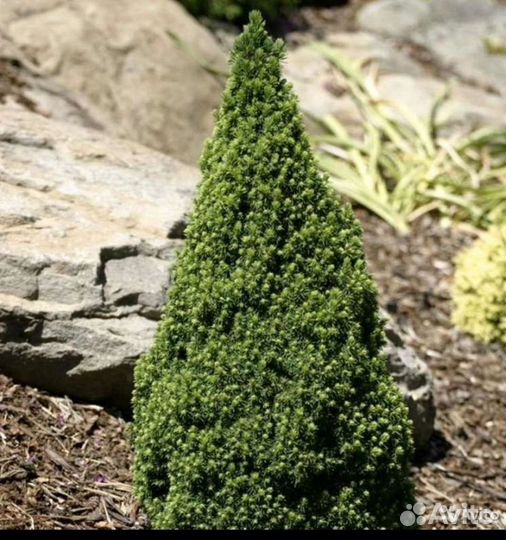 Ель канадская коника