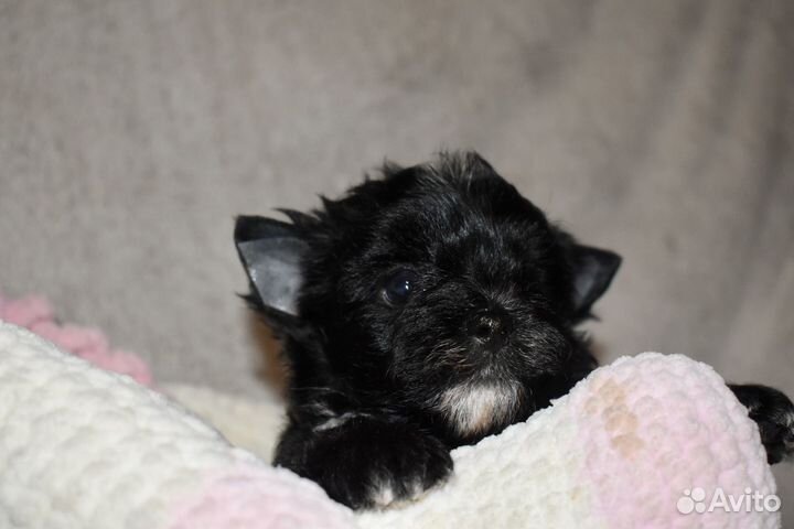 Щенки йорка беби фейс мини