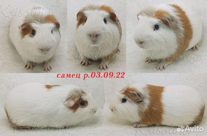 Морская свинка короткошерстная