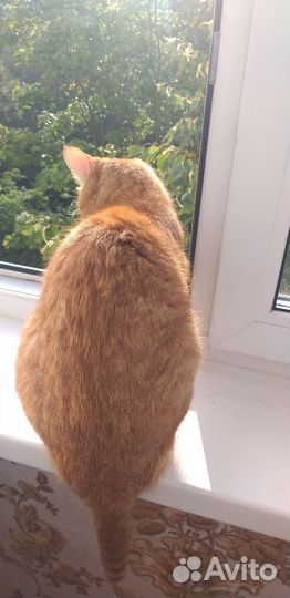 Бронируйте пушистиков