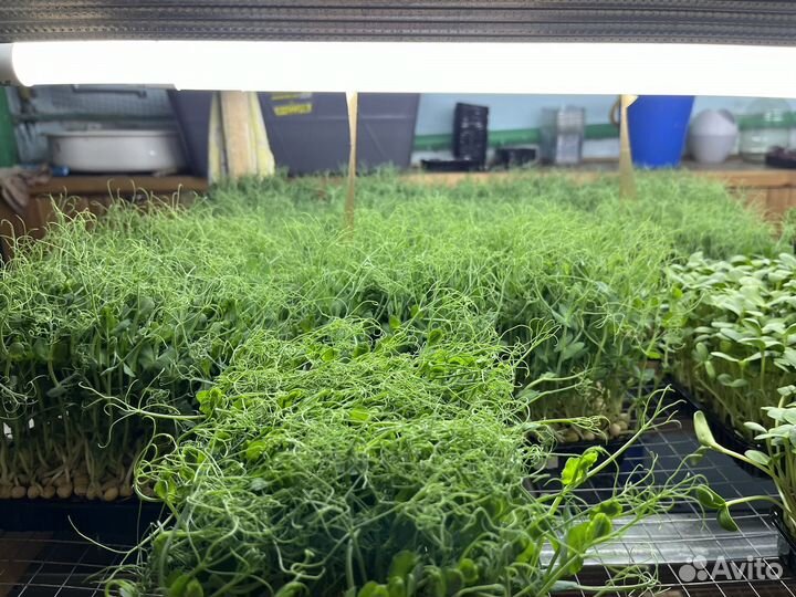 Микрозелень горох