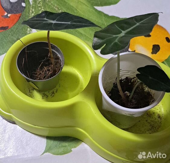 Алоказия Поли