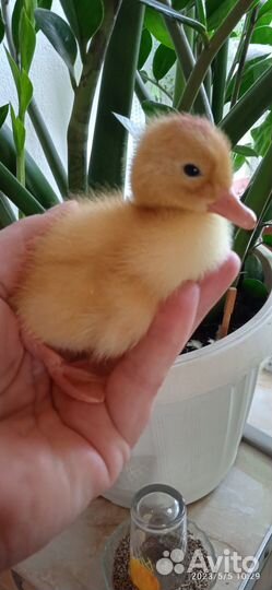 Цыплята Ливенские Барневельдер Бройлеры