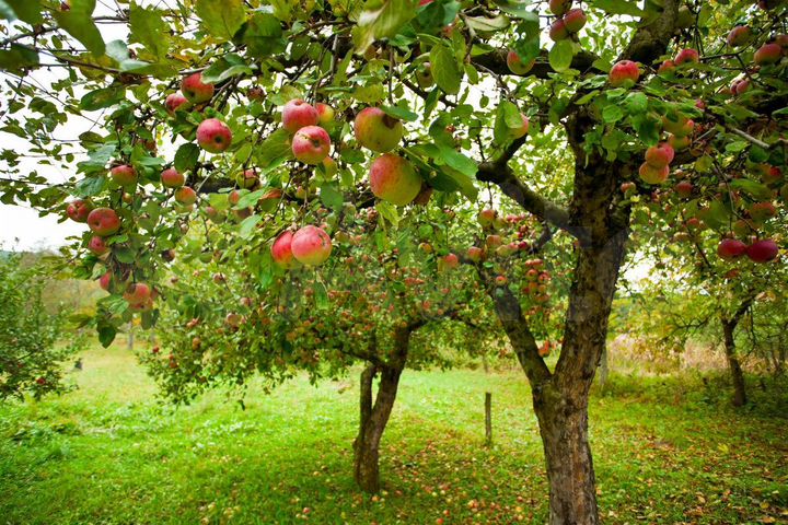 Участок 25 сот. (ИЖС)