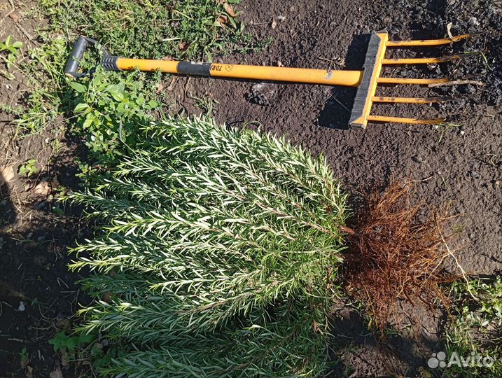 Розмарин саженцы