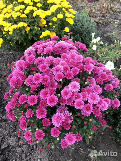 Хризантема мультифлора