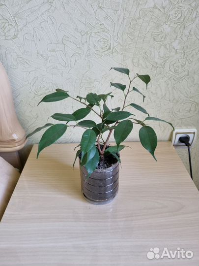 Фикус Бендж