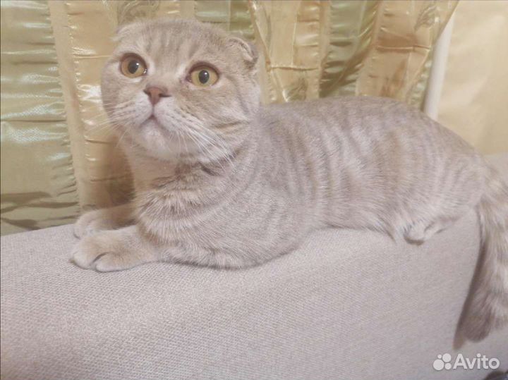 Шотландский кот вязка