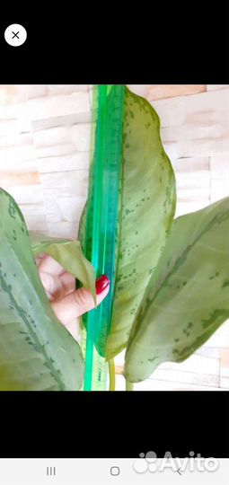 Аглаонема фридман