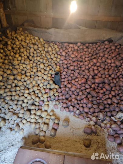 Продам картофель
