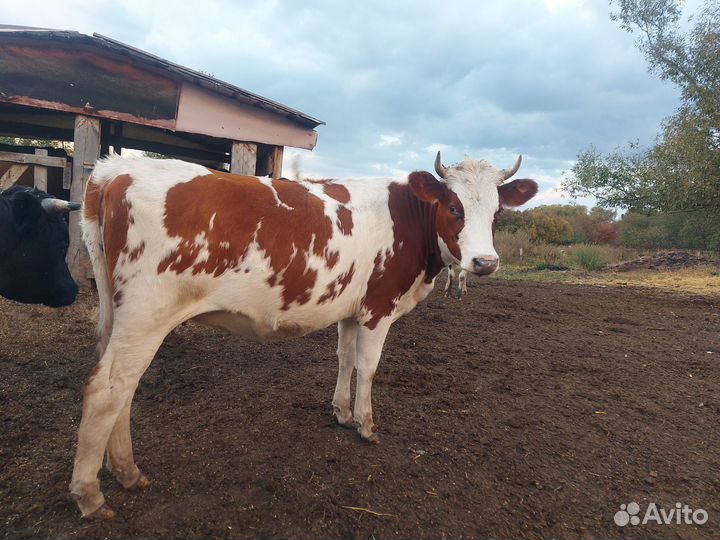 Нетель (телки)