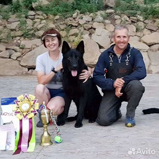 Щенки немецкой овчарки рабочего разведения