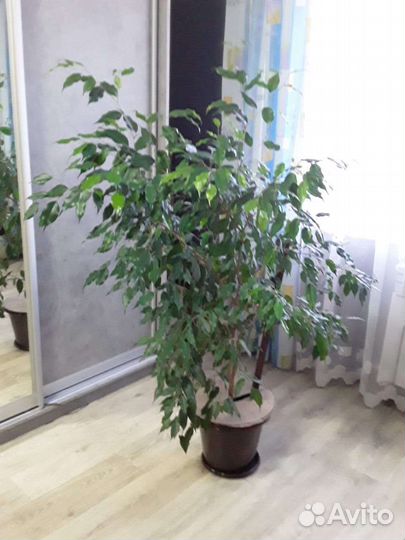 Фикус бенджамина