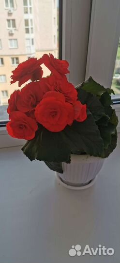 Бегония (укорененный листок)