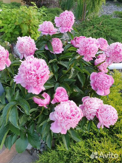 Пионы другое