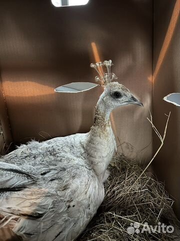 Ленточные гуси,Кохинхины,Холмогоры,Павлины,Мускусы