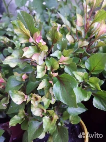 Альтернантера