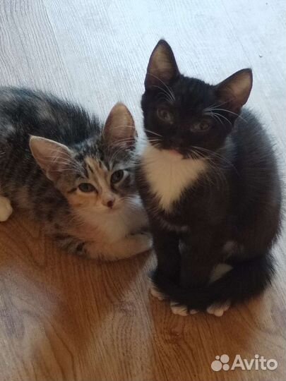 Кошка в дар