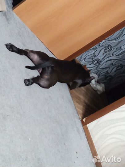 Питбультерьер