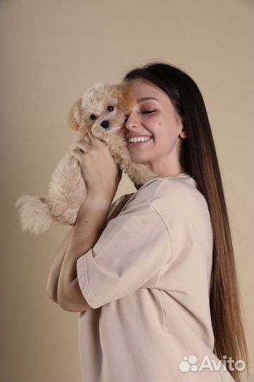 Собака для фотосессии (мальтипу мини)