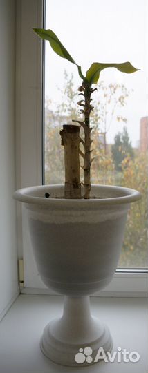 Пальма Юкка