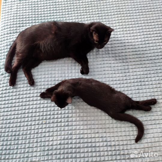 Кошка 3 мес