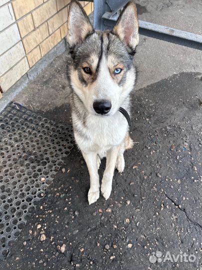 Смесь хаски