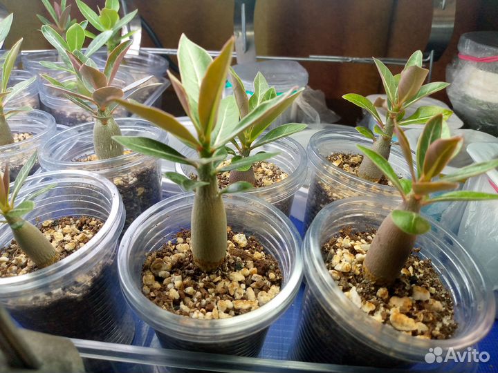 Адениум обессум (детки)