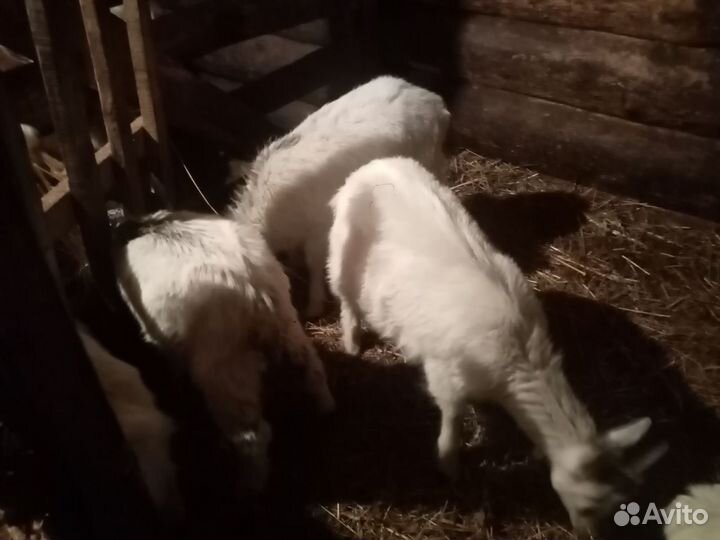 Альпийские козы