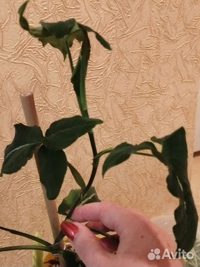 Сингониумы и сциндапсус