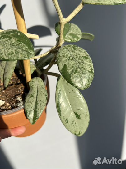 Хойя wilbur graves