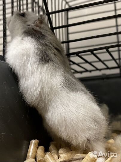 Джунгарский хомяк