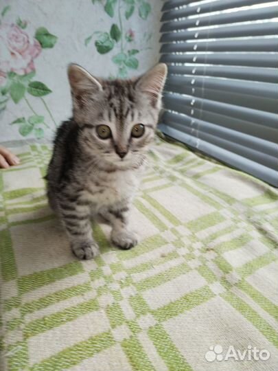 Котятам 2 месяца, лоток на отлично