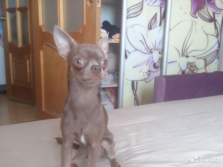 Вязка чихуахуа мальчик