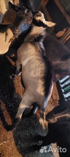 Продажа коз