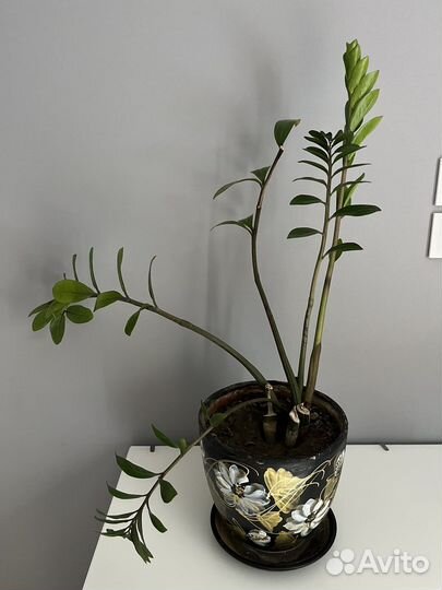 Замиокулькас с керамическим горшком