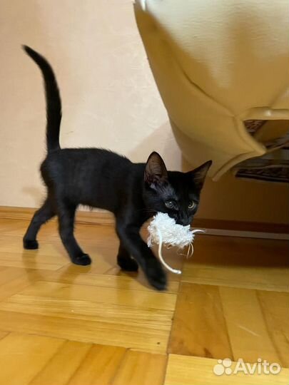 Спасите Малютку В добрые руки