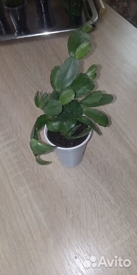 Декабриста или шлюмбергера