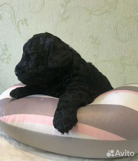 Щенки пуделя