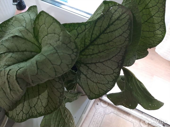 Бруннера растения