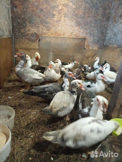 Инкубационное яйцо мускусной утки