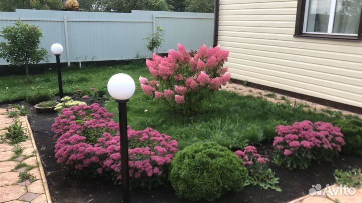 Продаются растения очитки (седумы)