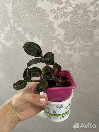 Лудизия, драгоценная орхидея