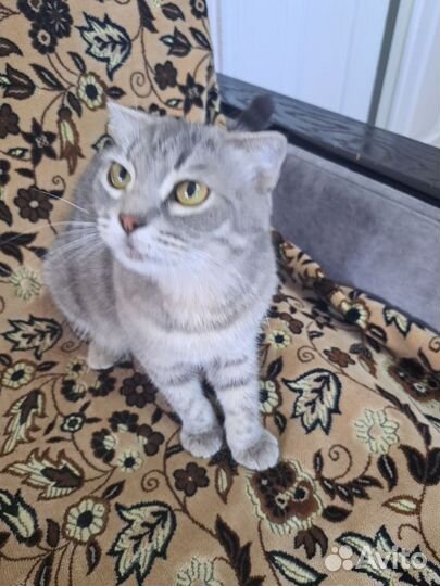 Вислоухая кошечка бесплатно